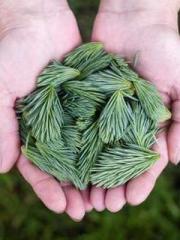 Li Qingqing and Zhao