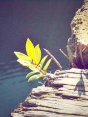 Saintly Gate Venerab