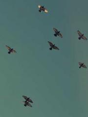 The generalapos;s yo