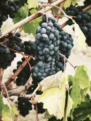 Crossing the Great Q