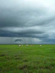 Saintly Gate Venerab