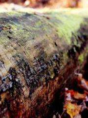 Rebirth of the Urban